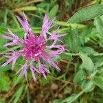 Centaurea jaceaFlower