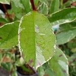 Photinia fraseri Leaf