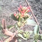Combretum paniculatum 花