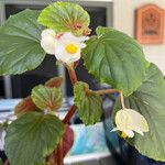 Begonia hirtella Blad