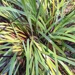 Sisyrinchium palmifolium 葉