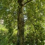 Betula pubescens عادت داشتن