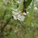 Pyrus salicifolia Kwiat