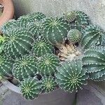 Echinopsis oxygona Hoja