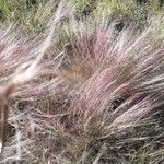 Muhlenbergia capillarisList