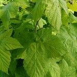 Rubus parviflorus Folha