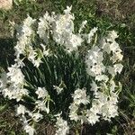 Narcissus papyraceus 整株植物