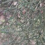 Cupressus lusitanica Fuelha