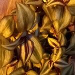 Tradescantia zebrina Leaf
