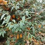 Cotoneaster salicifolius Лист