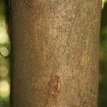 Himatanthus bracteatus Bark