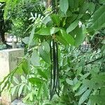 Wrightia tinctoriaFruit