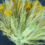Pyrrocoma uniflora Blüte