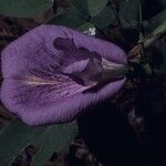 Clitoria mariana Квітка