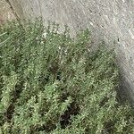 Thymus vulgaris Habit