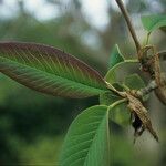 Magnolia campbellii Fuelha