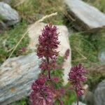 Thymus pulegioides ᱵᱟᱦᱟ