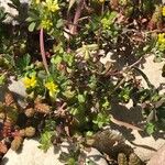 Trifolium dubium Habitat