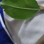 Catha edulis Leaf