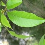 Michelia champaca Лист