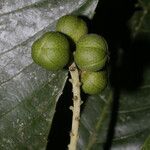 Pausandra trianae Meyve