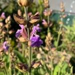 Salvia virgata Flor