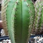 Myrtillocactus schenckii