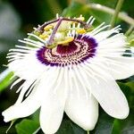 Passiflora caerulea Flors