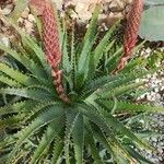 Aloe × spinosissima Hoja
