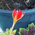 Pelargonium inquinans Flower