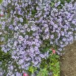 Symphyotrichum novi-belgiiFlower