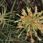 Spinifex littoreus Flower