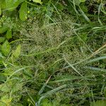 Agrostis gigantea Flor