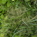 Agrostis gigantea Кветка