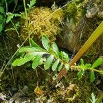 Valeriana calcitrapae Lapas