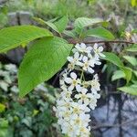 Prunus padusFlower