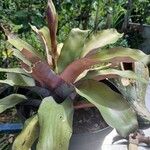 Aechmea miniata Φύλλο