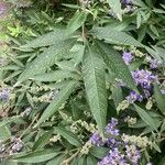 Vitex agnus-castus Лист