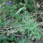 Linaria purpurea Blomma