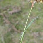 Luzula campestris Leaf