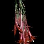 Fuchsia boliviana Blodyn