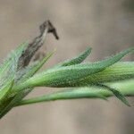 Dianthus armeria পাতা