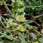 Sideritis perfoliata