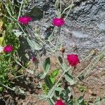 Silene coronaria Квітка