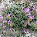 Scutellaria alpina Habit