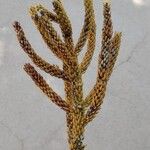 Araucaria cunninghamii Folha