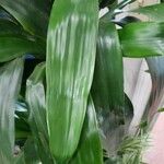 Dracaena fragrans Leaf