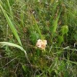 Eriophorum virginicum Folha