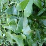 Smilax aspera Ліст