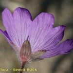 Geranium malviflorum Blomma